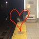 Illustration for article titled My Winter Crush Is Subway Raccoon